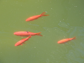 Filename=DSCN6324.JPG
Filesize=5621KiB
Dimensions=4608x3456
Date added=Sep 27, 2019 DSCN6324.JPG