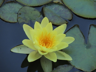 Filename=DSCN6325.JPG
Filesize=5686KiB
Dimensions=4608x3456
Date added=Sep 27, 2019 DSCN6325.JPG