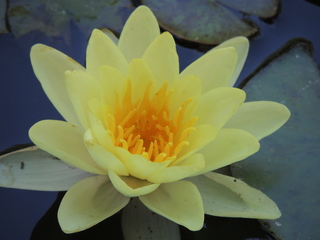 Filename=DSCN6326.JPG
Filesize=5642KiB
Dimensions=4608x3456
Date added=Sep 27, 2019 DSCN6326.JPG