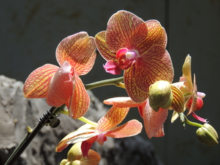 Filename=DSCN6333.JPG
Filesize=5771KiB
Dimensions=4608x3456
Date added=Sep 27, 2019 DSCN6333.JPG