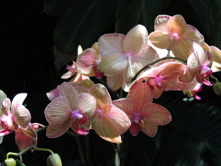 Filename=DSCN6334.JPG
Filesize=5420KiB
Dimensions=4608x3456
Date added=Sep 27, 2019 DSCN6334.JPG