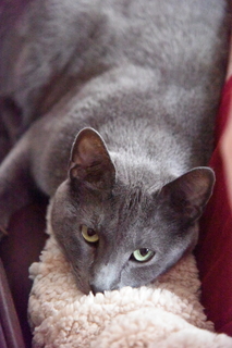 Filename=DSC_0087.JPG
Filesize=22308KiB
Dimensions=4912x7360
Date added=Sep 27, 2019 DSC_0087.JPG