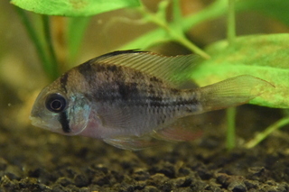 Filename=DSC_0091.JPG
Filesize=6482KiB
Dimensions=4480x2984
Date added=Sep 27, 2019 DSC_0091.JPG