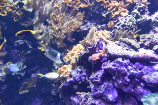 Filename=DSC_0094.JPG
Filesize=19416KiB
Dimensions=7360x4912
Date added=Sep 27, 2019 DSC_0094.JPG