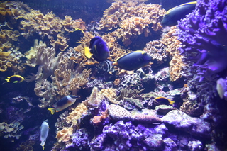 Filename=DSC_0095.JPG
Filesize=20181KiB
Dimensions=7360x4912
Date added=Sep 27, 2019 DSC_0095.JPG