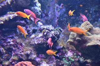 Filename=DSC_0103.JPG
Filesize=20279KiB
Dimensions=7360x4912
Date added=Sep 27, 2019 DSC_0103.JPG