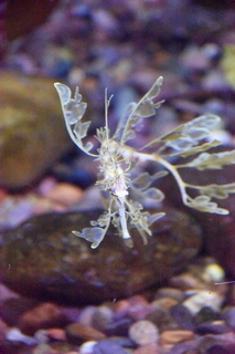 Filename=DSC_0114.JPG
Filesize=24065KiB
Dimensions=4912x7360
Date added=Sep 27, 2019 DSC_0114.JPG