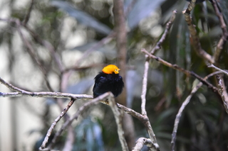 Filename=DSC_0118.JPG
Filesize=18883KiB
Dimensions=7360x4912
Date added=Sep 27, 2019 DSC_0118.JPG