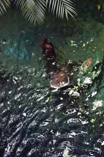 Filename=DSC_0139.JPG
Filesize=22151KiB
Dimensions=4912x7360
Date added=Sep 27, 2019 DSC_0139.JPG