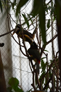 Filename=DSC_0143.JPG
Filesize=14275KiB
Dimensions=4912x7360
Date added=Sep 27, 2019 DSC_0143.JPG