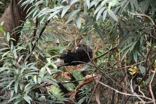 Filename=DSC_0159.JPG
Filesize=21343KiB
Dimensions=7360x4912
Date added=Sep 27, 2019 DSC_0159.JPG