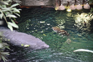 Filename=DSC_0160.JPG
Filesize=23481KiB
Dimensions=7360x4912
Date added=Sep 27, 2019 DSC_0160.JPG