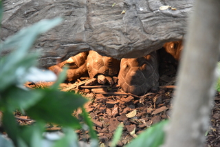 Filename=DSC_0167.JPG
Filesize=20327KiB
Dimensions=7360x4912
Date added=Sep 27, 2019 DSC_0167.JPG