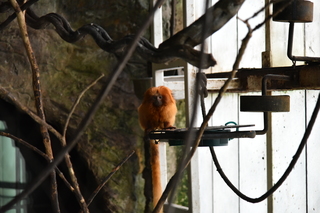 Filename=DSC_0171.JPG
Filesize=17132KiB
Dimensions=7360x4912
Date added=Sep 27, 2019 DSC_0171.JPG