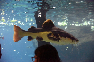 Filename=DSC_0188.JPG
Filesize=23776KiB
Dimensions=7360x4912
Date added=Sep 27, 2019 DSC_0188.JPG