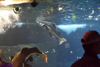 Filename=DSC_0189.JPG
Filesize=20204KiB
Dimensions=7360x4912
Date added=Sep 27, 2019 DSC_0189.JPG