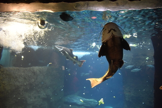 Filename=DSC_0190.JPG
Filesize=20490KiB
Dimensions=7360x4912
Date added=Sep 27, 2019 DSC_0190.JPG