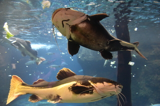 Filename=DSC_0193.JPG
Filesize=21545KiB
Dimensions=7360x4912
Date added=Sep 27, 2019 DSC_0193.JPG