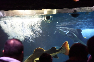 Filename=DSC_0198.JPG
Filesize=18802KiB
Dimensions=7360x4912
Date added=Sep 27, 2019 DSC_0198.JPG