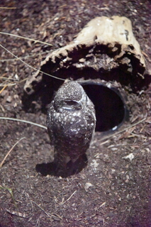 Filename=DSC_0199.JPG
Filesize=23840KiB
Dimensions=4912x7360
Date added=Sep 27, 2019 DSC_0199.JPG