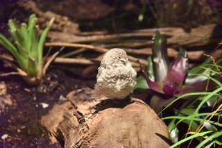 Filename=DSC_0201.JPG
Filesize=27503KiB
Dimensions=7360x4912
Date added=Sep 27, 2019 DSC_0201.JPG