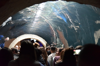 Filename=DSC_0203.JPG
Filesize=19600KiB
Dimensions=7360x4912
Date added=Sep 27, 2019 DSC_0203.JPG