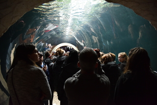 Filename=DSC_0204.JPG
Filesize=18147KiB
Dimensions=7360x4912
Date added=Sep 27, 2019 DSC_0204.JPG