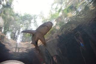 Filename=DSC_0206.JPG
Filesize=15656KiB
Dimensions=7360x4912
Date added=Sep 27, 2019 DSC_0206.JPG