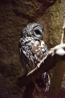 Filename=DSC_0214.JPG
Filesize=23632KiB
Dimensions=4912x7360
Date added=Sep 27, 2019 DSC_0214.JPG