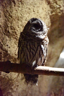 Filename=DSC_0216.JPG
Filesize=23728KiB
Dimensions=4912x7360
Date added=Sep 27, 2019 DSC_0216.JPG