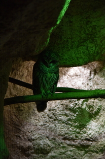 Filename=DSC_0217.JPG
Filesize=18996KiB
Dimensions=4912x7360
Date added=Sep 27, 2019 DSC_0217.JPG