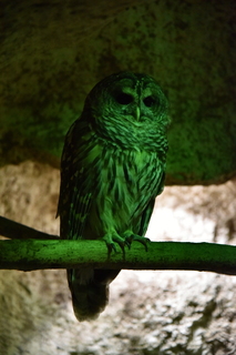 Filename=DSC_0218.JPG
Filesize=18834KiB
Dimensions=4912x7360
Date added=Sep 27, 2019 DSC_0218.JPG