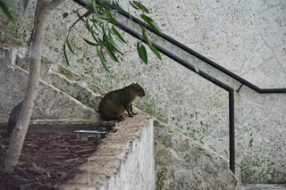 Filename=DSC_0228.JPG
Filesize=20586KiB
Dimensions=7360x4912
Date added=Sep 27, 2019 DSC_0228.JPG