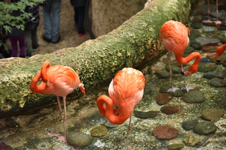 Filename=DSC_0239.JPG
Filesize=23299KiB
Dimensions=7360x4912
Date added=Sep 27, 2019 DSC_0239.JPG