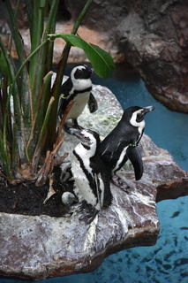 Filename=DSC_0245.JPG
Filesize=18401KiB
Dimensions=4912x7360
Date added=Sep 27, 2019 DSC_0245.JPG