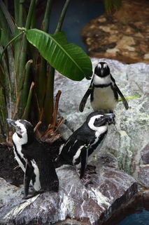 Filename=DSC_0247.JPG
Filesize=18172KiB
Dimensions=4912x7360
Date added=Sep 27, 2019 DSC_0247.JPG