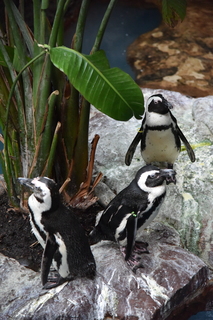 Filename=DSC_0248.JPG
Filesize=19168KiB
Dimensions=4912x7360
Date added=Sep 27, 2019 DSC_0248.JPG