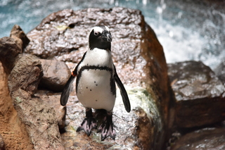 Filename=DSC_0257.JPG
Filesize=19517KiB
Dimensions=7360x4912
Date added=Sep 27, 2019 DSC_0257.JPG