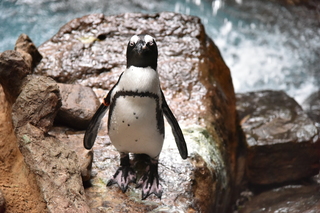 Filename=DSC_0259.JPG
Filesize=19585KiB
Dimensions=7360x4912
Date added=Sep 27, 2019 DSC_0259.JPG