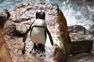 Filename=DSC_0260.JPG
Filesize=19841KiB
Dimensions=7360x4912
Date added=Sep 27, 2019 DSC_0260.JPG