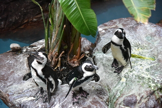 Filename=DSC_0267.JPG
Filesize=20631KiB
Dimensions=7360x4912
Date added=Sep 27, 2019 DSC_0267.JPG