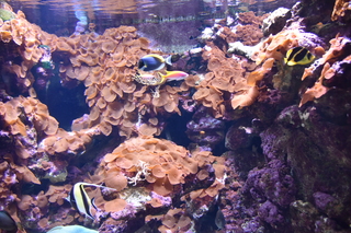 Filename=DSC_0269.JPG
Filesize=20981KiB
Dimensions=7360x4912
Date added=Sep 27, 2019 DSC_0269.JPG