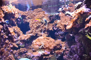 Filename=DSC_0271.JPG
Filesize=21825KiB
Dimensions=7360x4912
Date added=Sep 27, 2019 DSC_0271.JPG