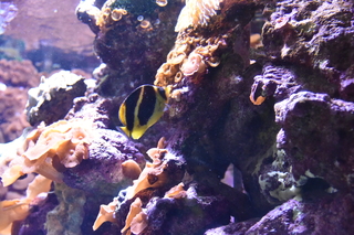 Filename=DSC_0272.JPG
Filesize=20869KiB
Dimensions=7360x4912
Date added=Sep 27, 2019 DSC_0272.JPG