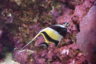 Filename=DSC_0274.JPG
Filesize=21434KiB
Dimensions=7360x4912
Date added=Sep 27, 2019 DSC_0274.JPG