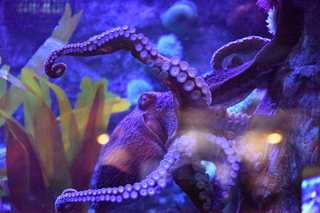 Filename=DSC_0275.JPG
Filesize=28185KiB
Dimensions=7360x4912
Date added=Sep 27, 2019 DSC_0275.JPG