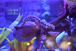 Filename=DSC_0277.JPG
Filesize=27597KiB
Dimensions=7360x4912
Date added=Sep 27, 2019 DSC_0277.JPG