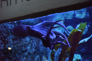 Filename=DSC_0278.JPG
Filesize=23925KiB
Dimensions=7360x4912
Date added=Sep 27, 2019 DSC_0278.JPG