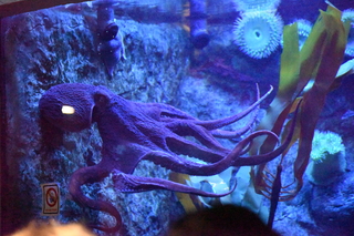 Filename=DSC_0279.JPG
Filesize=28151KiB
Dimensions=7360x4912
Date added=Sep 27, 2019 DSC_0279.JPG