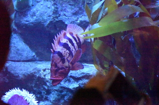 Filename=DSC_0280.JPG
Filesize=28233KiB
Dimensions=7360x4912
Date added=Sep 27, 2019 DSC_0280.JPG